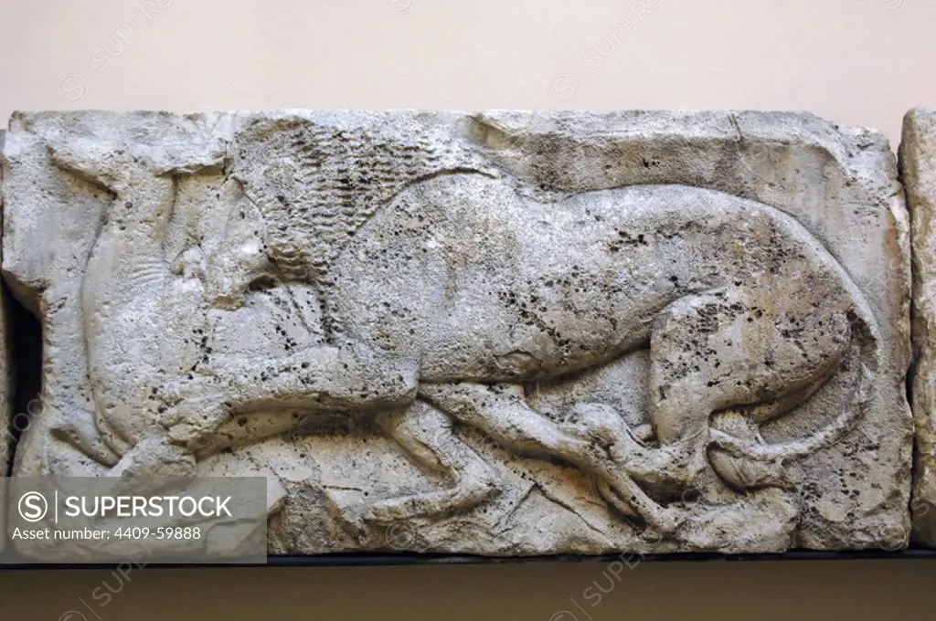Early Classical. Late Archaic. Lion killing dder form the Satyr hunting wils animals. From the animal frieze that used to run around the top of the podium suporting Building G. Acropolis Xanthos. Lycia. Turkey. Made during the reigh of King Kuprlli (480-440BC). British Museum. London. England. United Kingdom.