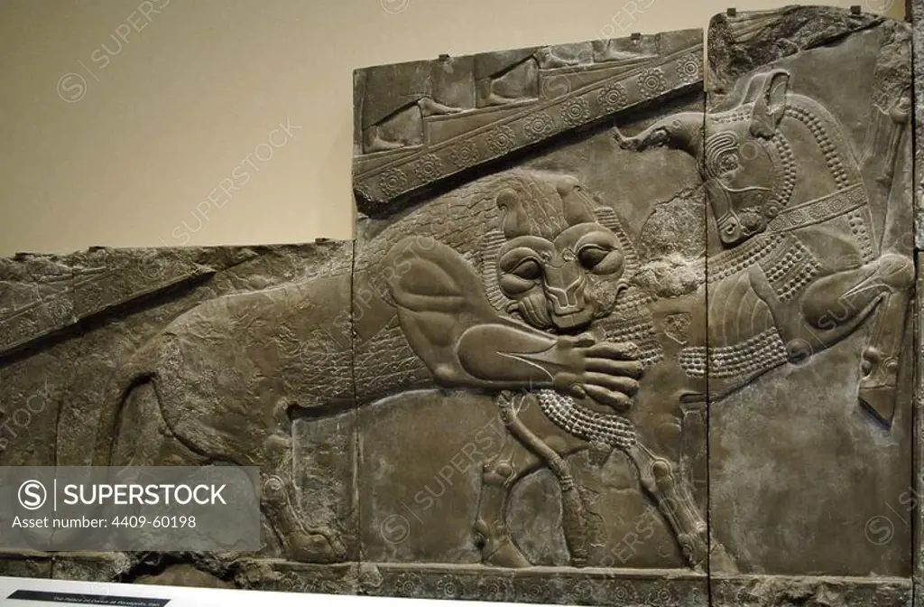 Palace of Darius I (522-486 BC). Reliefs of the outer wall of the staircase of the Apadana or Reception hall depicting a fight between a lion and a bull. Persepolis. Copy of the original preserved in their original place (Iran), 1892. British Museum. London. England. United Kingdom.