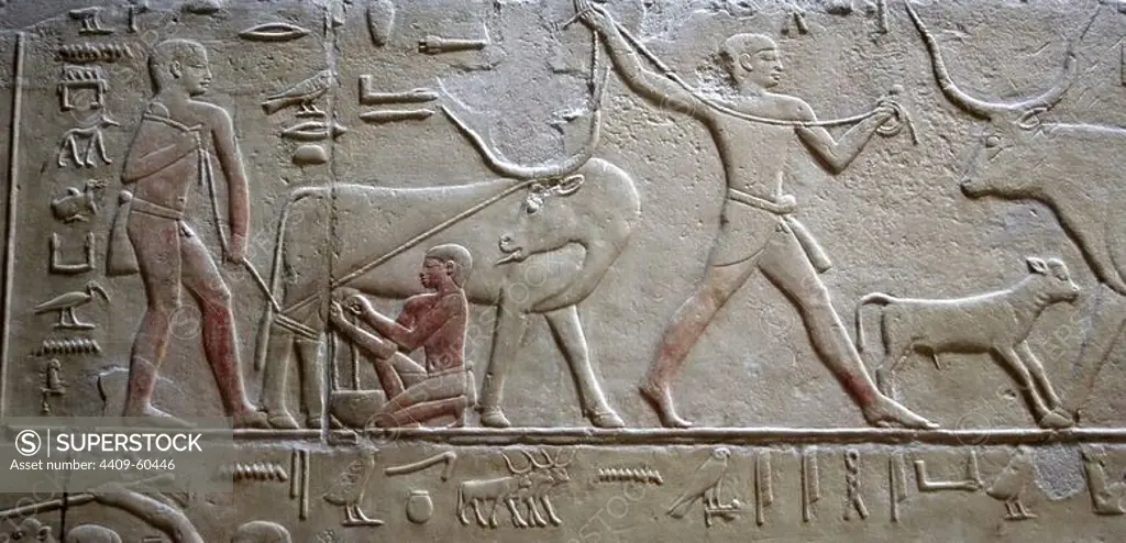 Egypt. Necropolis of Saqqara. Mastaba of Kagemni (2350 BC). Chief Justice and vizier of the Pharaoh Teti. Polychrome relief depicting the cattle raising. Milking a cow. 6th Dynasty. Old Kingdom.