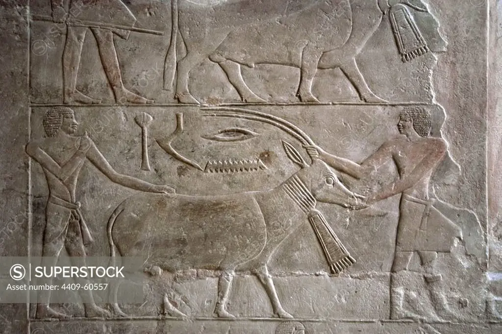 Egypt. Necropolis of Saqqara. Mastaba of Mereruka, priest of Pharaoh Teti. 2.340 B.C. Polychrome relief depicting Offering bearers with an antelope. 6th Dynasty. Old Kingdom.