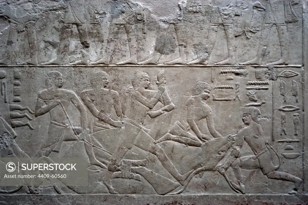 Egypt. Necropolis of Saqqara. Mastaba of Mereruka, priest of Pharaoh Teti. 2.340 B.C. Relief depicting an ox slaughter. 6th Dynasty. Old Kingdom.