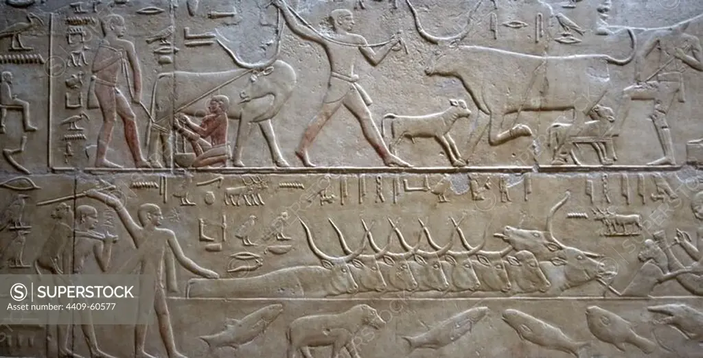 Egypt. Necropolis of Saqqara. Mastaba of Kagemni (2350 BC). Chief Justice and vizier of the Pharaoh Teti. Polychrome relief depicting the cattle raising. Milking a cow and herders moving cattle across the water. 6th Dynasty. Old Kingdom.