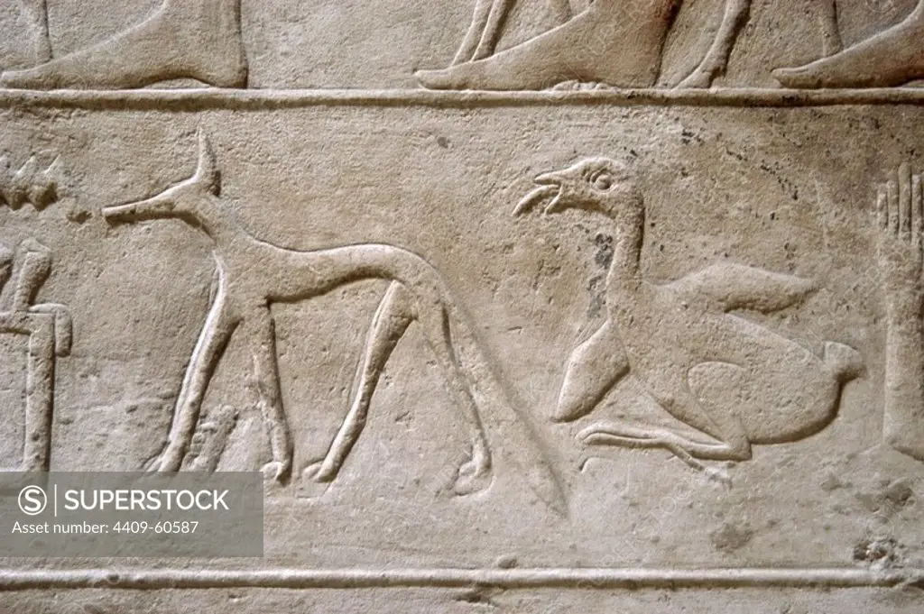 Egypt. Necropolis of Saqqara. Mastaba of Kagemni (2350 BC). Chief Justice and vizier of the Pharaoh Teti. Hieroglyphic characters. Duck and jackal. 6th Dynasty. Old Kingdom.