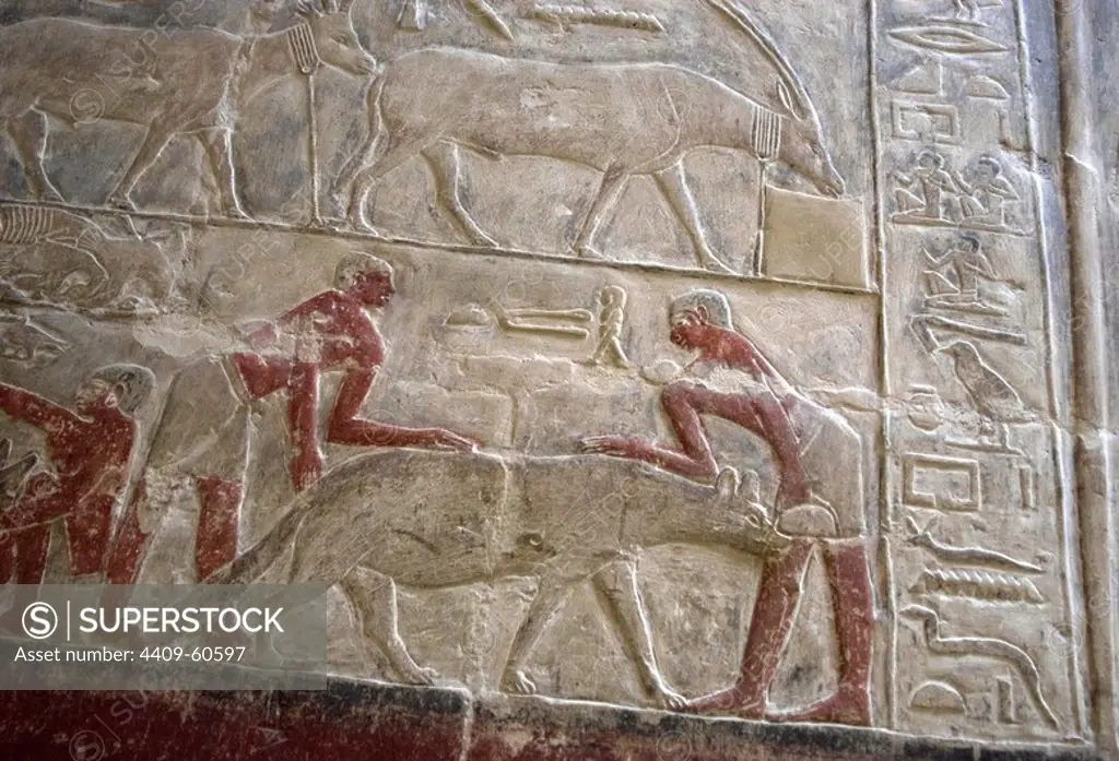Egypt. Necropolis of Saqqara. Mastaba of Mereruka, priest of Pharaoh Teti. 2.340 B.C. Polychrome relief depicting the capture of a hyena. 6th Dynasty. Old Kingdom.
