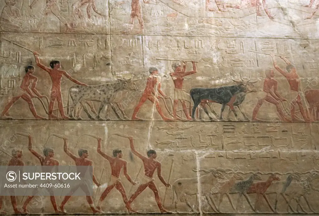 Egypt. Saqqara. Mastaba of Ti. Ca. 2400 B.C. 5th Dynasty. Old Kingdom. Relief depicting ranching scene.