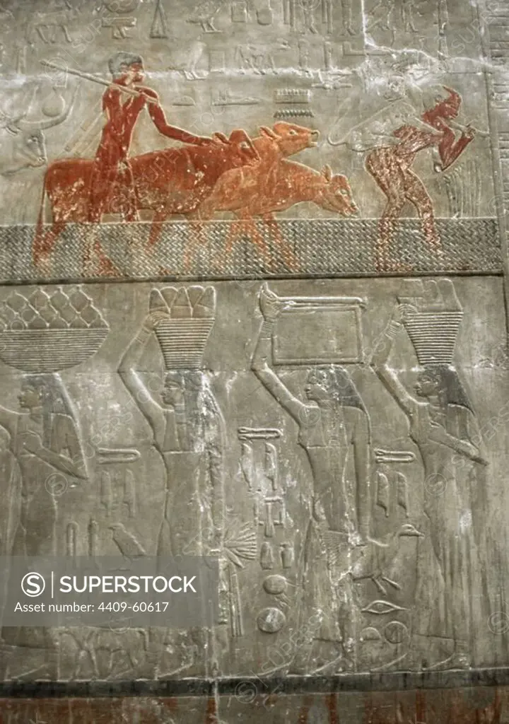 Egypt. Saqqara. Mastaba of Ti. Ca. 2400 B.C. 5th Dynasty. Old Kingdom. Relief depicting cattle raising and slaves bearing offerings.