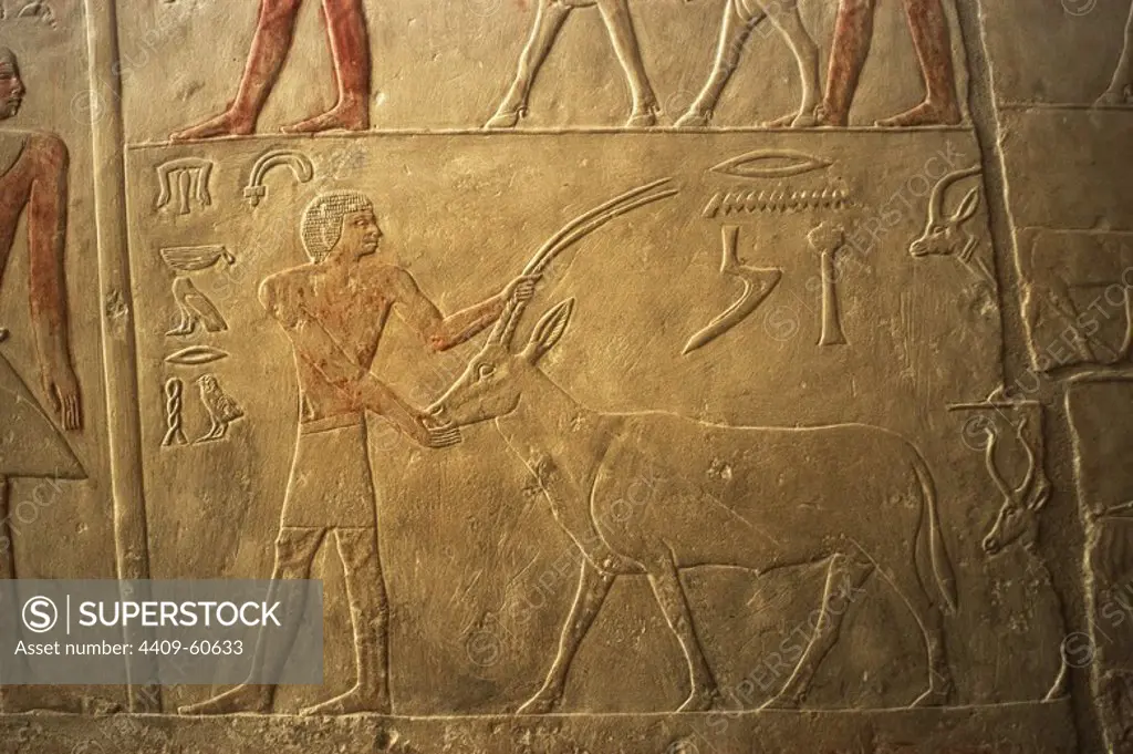 Mastaba of Ptahhotep and Akhethotep. 5th Dynasty. Old Kingdom. Egyptian viziers. Father and son. Relief depicting a male figure with an antelope. Saqqara. Egypt.