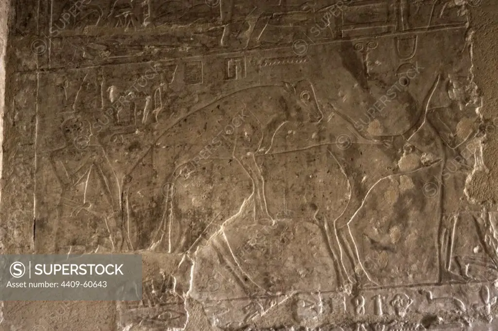 Egyptian Art. Necropolis of Saqqara. Mastaba. Relief. Copulation between an ox and a cow. 5th Dynasty. Old Kingdom. Saqqara. Egypt.