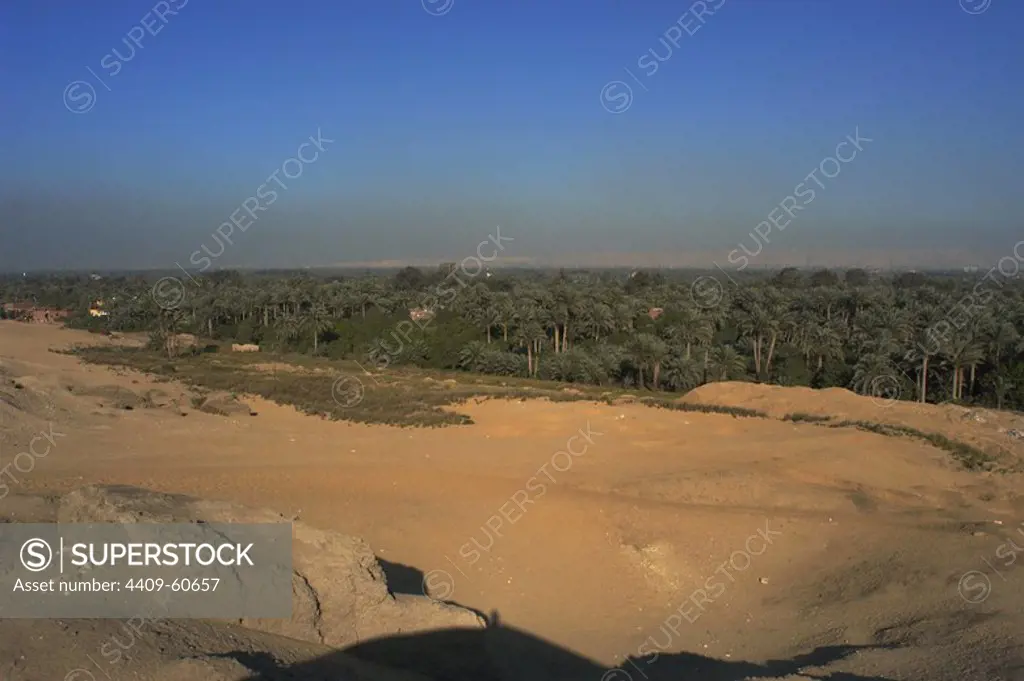 Egypt. Oasis. Palm trees. Around the necropolis of Saqqara.