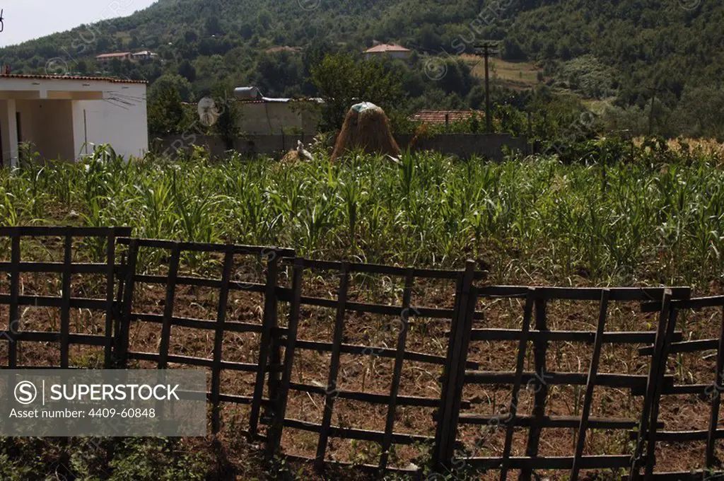 Corn's field. Republic of Albania.