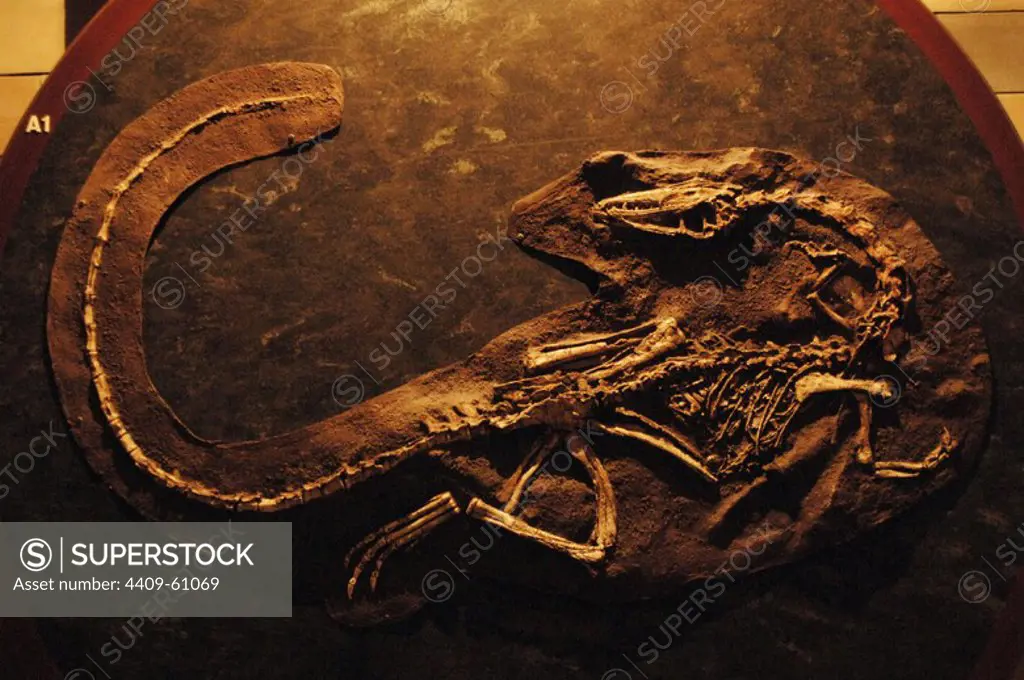 Coelophysis skeleton. 210 million years. Late Triassic. Natural History Museum. London. United Kingdom.