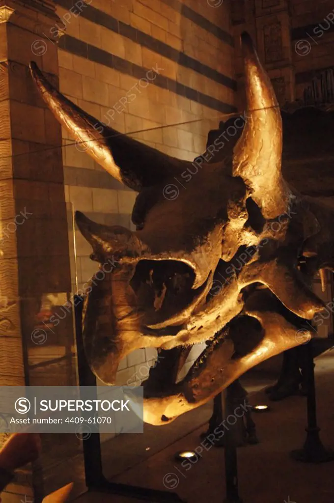 Triceratops. Ceratopsid dinosaur. 68-65 million years. Late Cretaceous Period. Maastrichtian stage. Skull. Natural History Museum. London. United Kingdom.