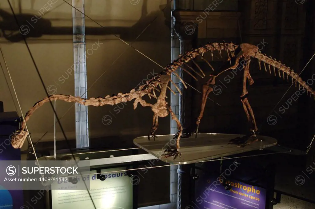 Massospondylus dinosaur. Early Jurassic Period. Hettangian to Pliensbachian age. 200-183 million years ago. Skeleton. Natural History Museum. London. United Kingdom.