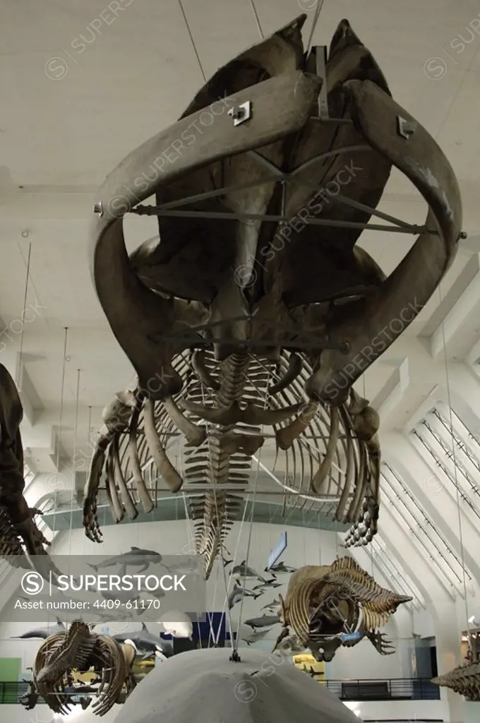 Whale skeleton. Natural History Museum. London. United Kingdom.