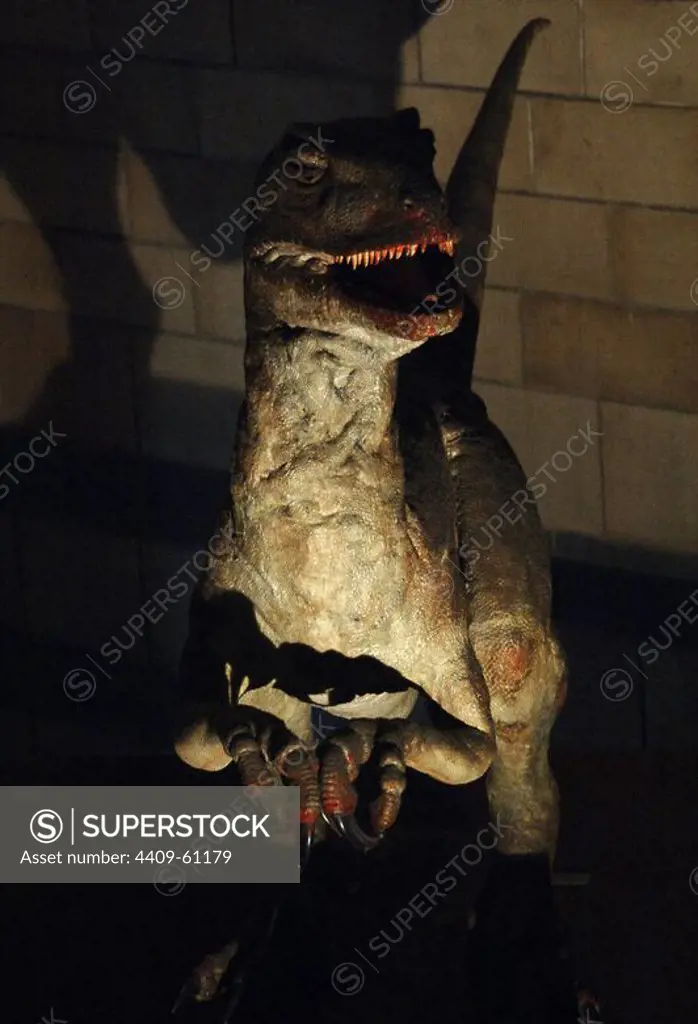 Reproduction of a Deinonychus (Deinonychus antirrhopus). Lower Cretaceous. 119-97 million years ago. Natural History Museum. London. United Kingdom.