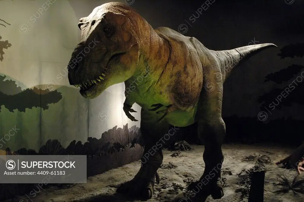 Reproduction of a Tyrannosaurus rex. Upper Cretaceous. Maastrichtian. Natural History Museum. London. United Kingdom.