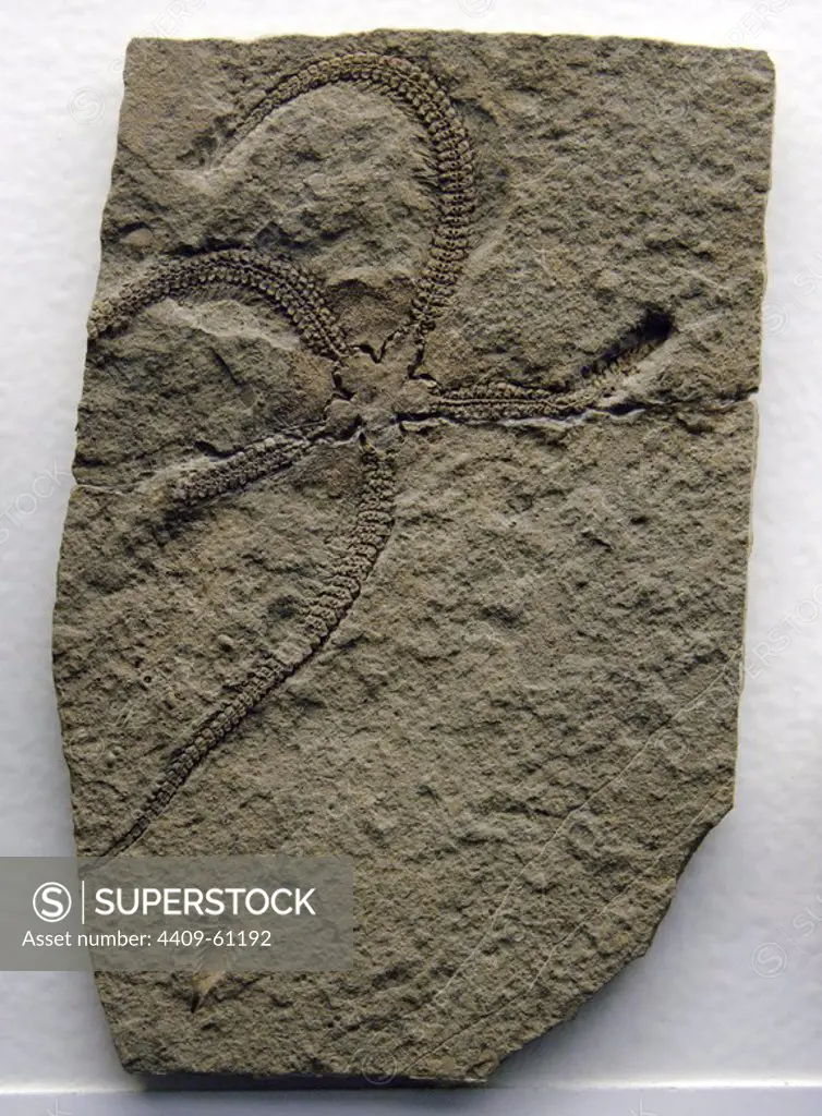 Fossil of star (Lapworthura miltoni). Silurian Period. 420 million years. Natural History Museum. London. United Kingdom.
