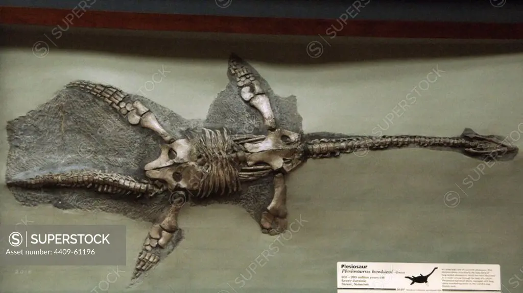 Fossil of Plesiosaur (Plesiosaurus hawkinsi). 208-203 million years old. Lower Jurassic. Street, Somerset. Natural History Museum. London. United Kingdom.