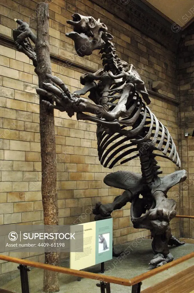 Skeleton of Giant ground sloth (Megatherium americanum). Natural History Museum. London. United Kingdom.