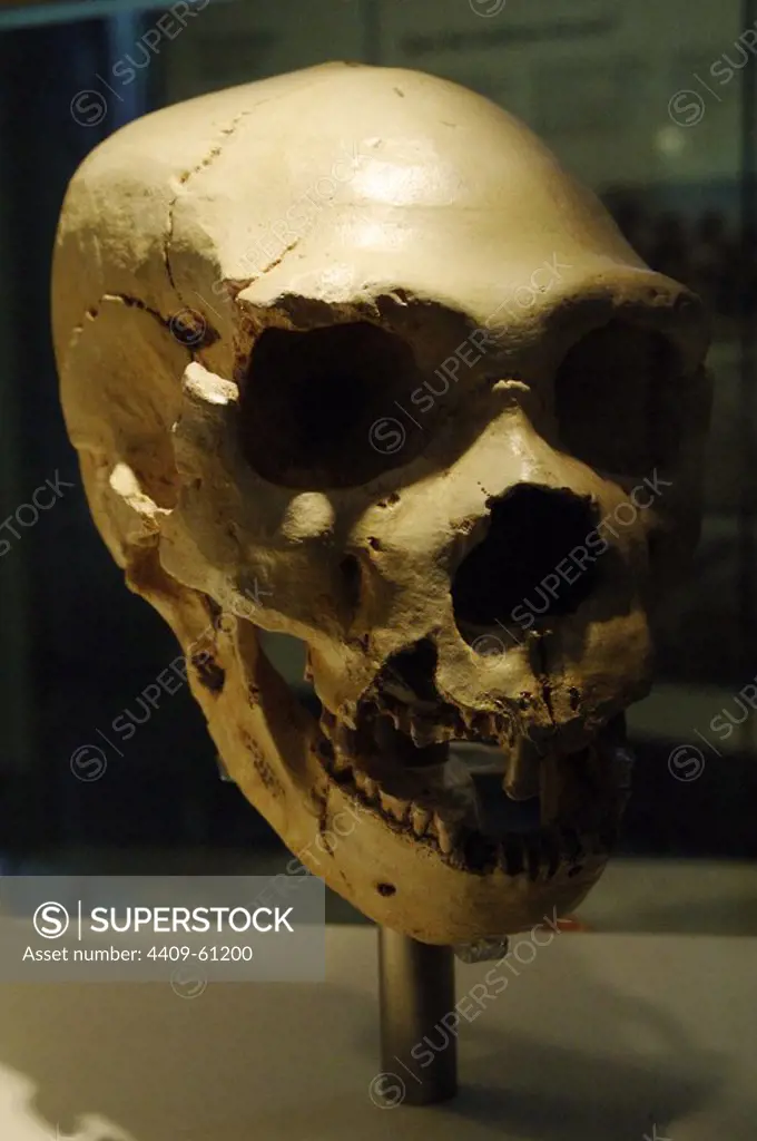Homo heidelbergensis. Skull number 5. Discovered in the Pit of Bones Site of Atapuerca (Spain). European Middle Pleistocene. Natural History Museum. London. United Kingdom.