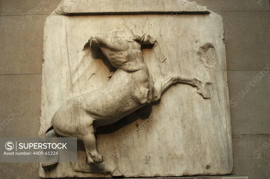 Metope V from the Parthenon marbles depicting part of the battle between the Centaurs and the Lapiths. Centuur. 5th century BC. Athens. British Museum. London. United Kingdom.