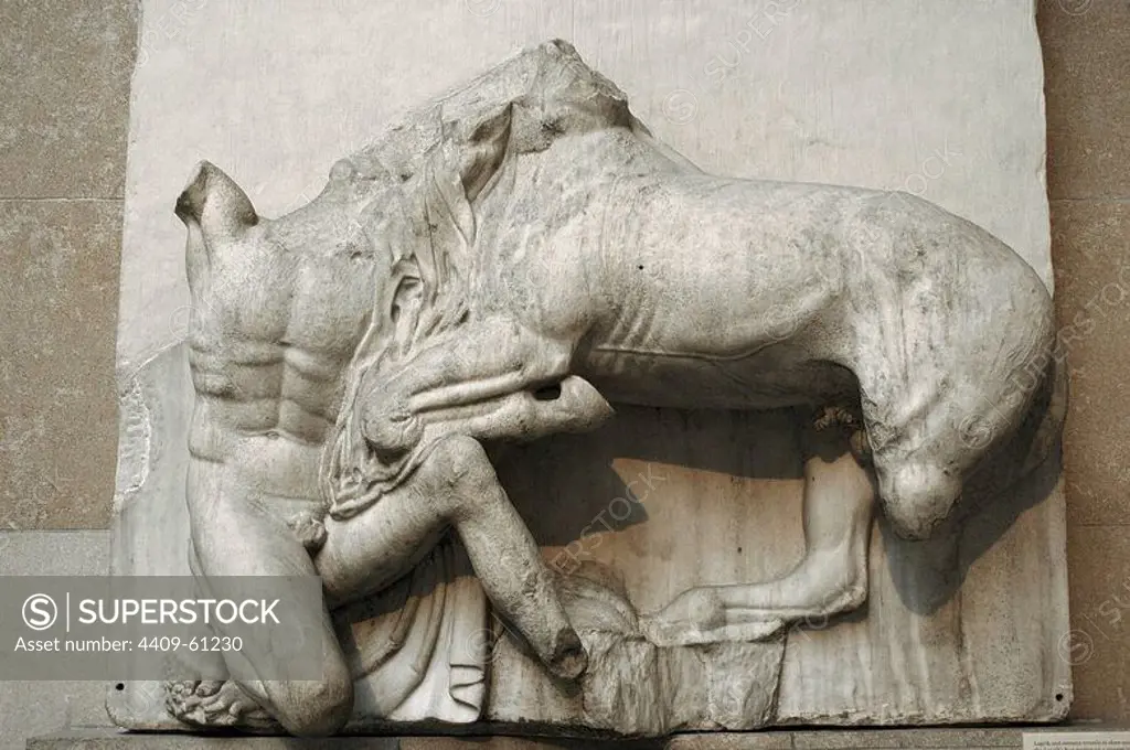 Metope VIII from the Parthenon marbles depicting part of the battle between the Centaurs and the Lapiths. 5th century BC. Athens. British Museum. London. United Kingdom.