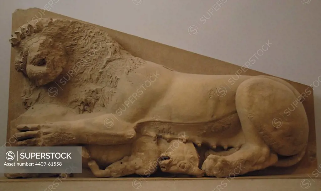 Greek art. Lioness attacking a bull. Limestone relief. Probably part of the original Parthenon. 570 B.C. Acropolis Museum. Athens. Greece.