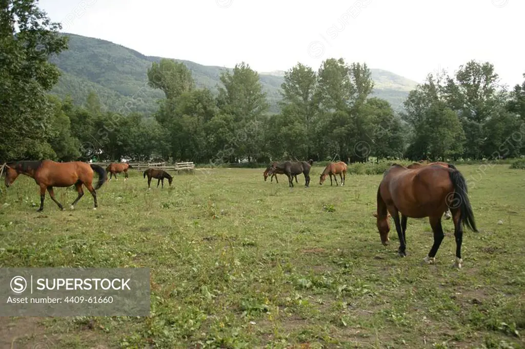 CABALLOS en un prado. Anciles. Provincia de Huesca. Aragón. España.