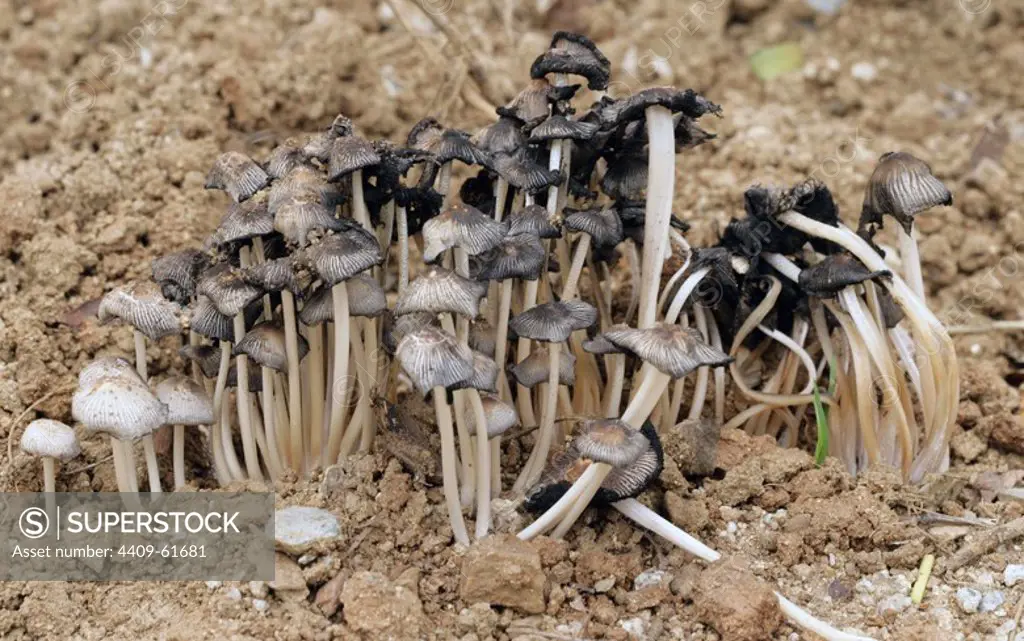 INK MUSHROOMS. Copinaceous family of the genus "coprinus". Hat with conical shape. The sheets change color, from white to black, by the maturation of the spores that become liquid. Formerly used for the production of pen writing ink.