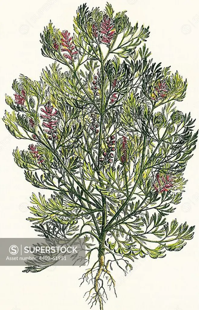 Fumaria officinalis. Colored engraving.