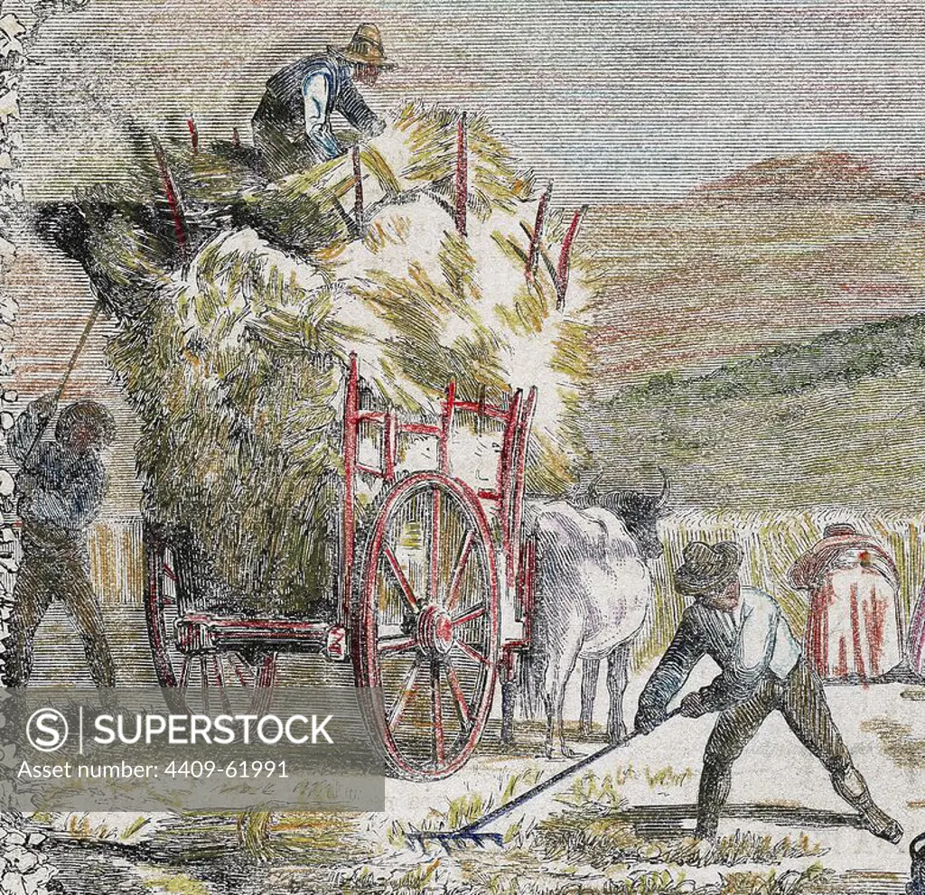 Peasants loading a cart with straw bales. 19th century. Colored engraving.