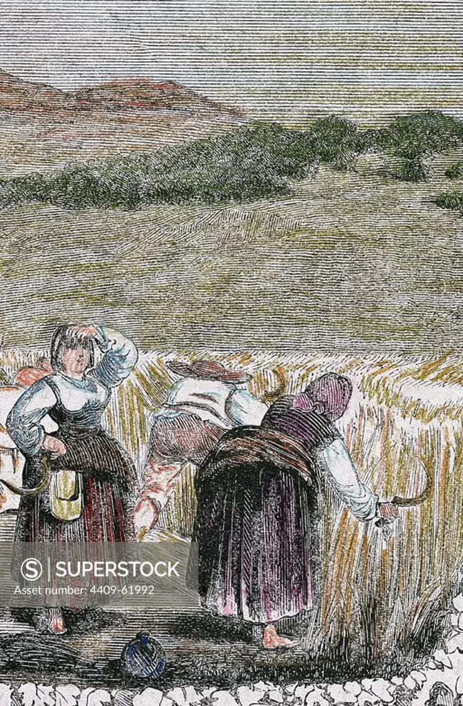 Harvesting of wheat. 19th century. Colored engraving.