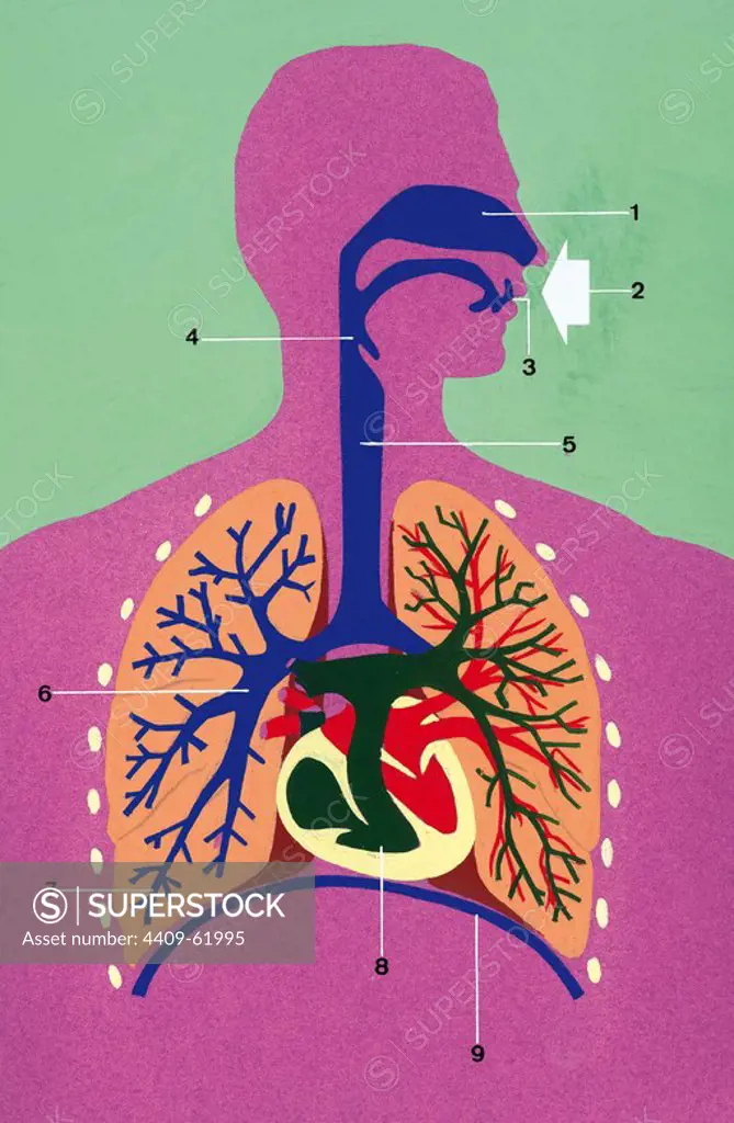 Respiratory system. Schematic drawing.1. Nostrils 2. Air inlet 3. Mouth 4. Pharynx 5. Trachea 6. Bronchus 7. Bronchioles 8. Heart 9. Diaphragm. Drawing. Color.