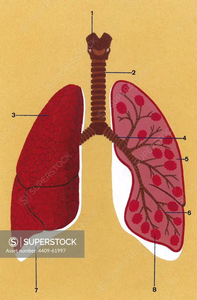 Respiratory system. Schematic drawing of the trachea and lungs. 1. Larynx 2. Trachea 3. Right lung closed 4. Bronchus 5. Left lung opened 6. Bronchioles 7. Pleura 8. Alveoli. Drawing. Color.