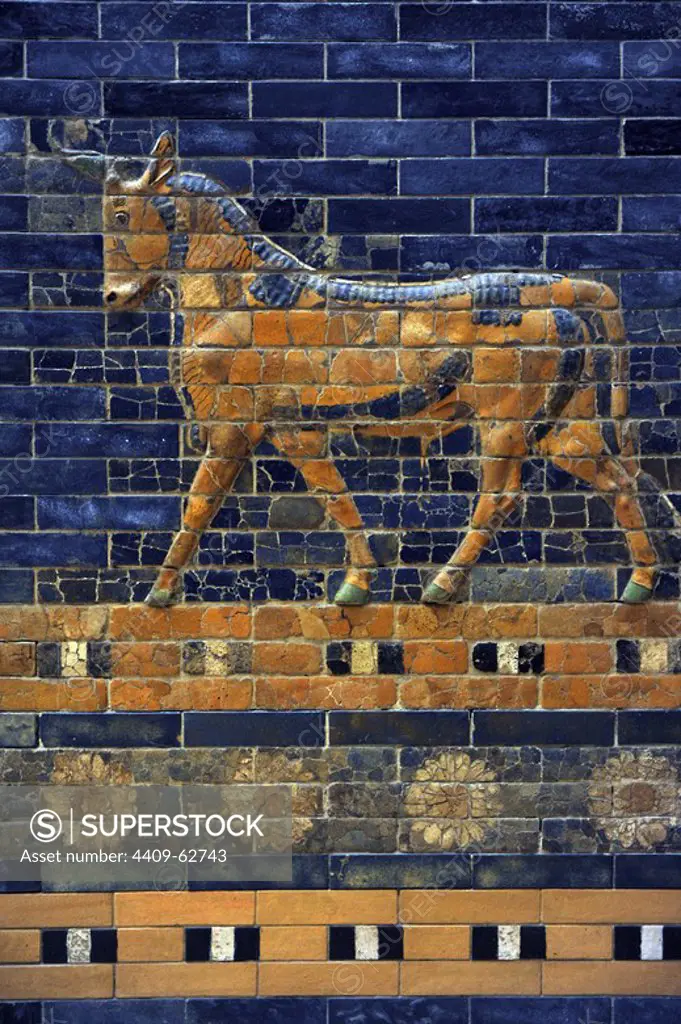 Mesopotamian art. Neo-Babylonian. Ishtar Gate, one of the eight gates of the inner wall of Babylon. Built in the year 575 B.C. during the reign of Nebuchadnezzar II (604-562 BC) using glazed blue brick with alternating rows of basrelief with dragons mushussu, also called sirrush, and aurochs. It was dedicated to the Babylonian goddess Ishtar. Rebuilt in 1930. An aurochs above a flower ribbon. Pergamon Museum. Berlin. Germany.