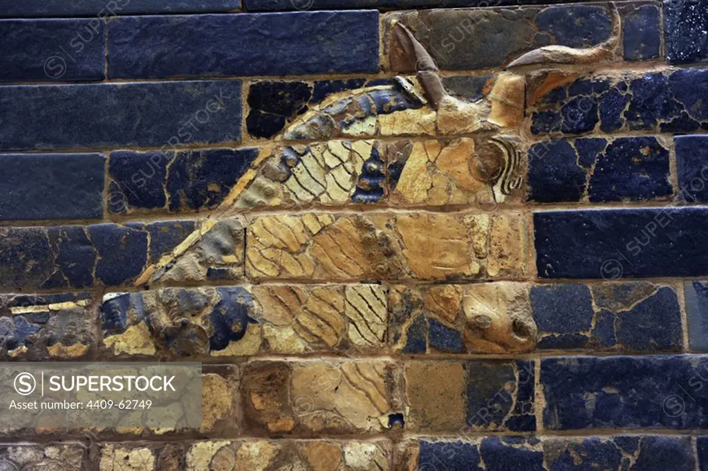 Mesopotamian art. Neo-Babylonian. Ishtar Gate, one of the eight gates of the inner wall of Babylon. Built in the year 575 B.C. during the reign of Nebuchadnezzar II (604-562 BC) using glazed blue brick with alternating rows of basrelief with dragons mushussu, also called sirrush, and aurochs. It was dedicated to the Babylonian goddess Ishtar. Rebuilt in 1930. An aurochs. Detail of the head. Pergamon Museum. Berlin. Germany.