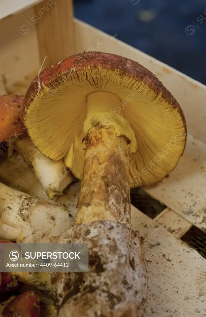 Mushroom Amanita caesarea.