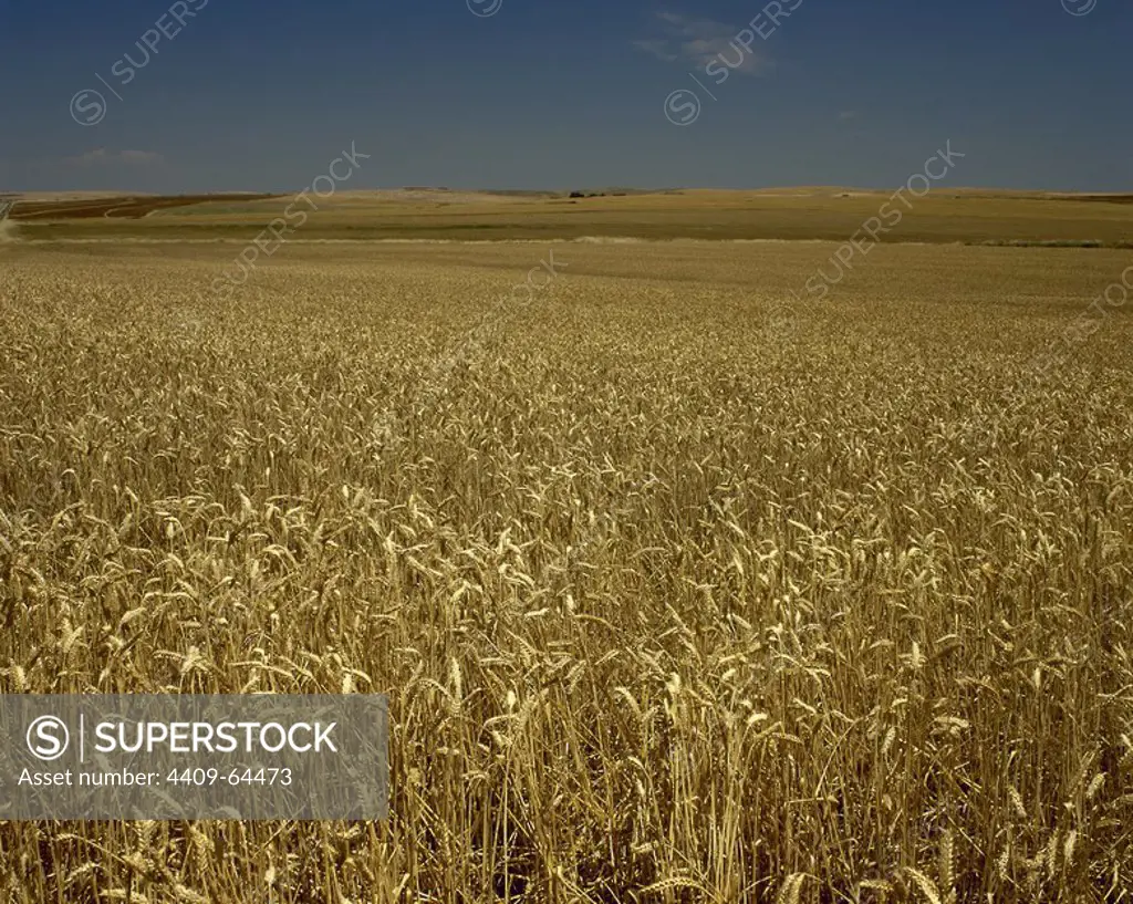 Spain. Extremadura. Farming. Wheat crop. Near Quintana de la Serena. La Serena region. Badajoz province.