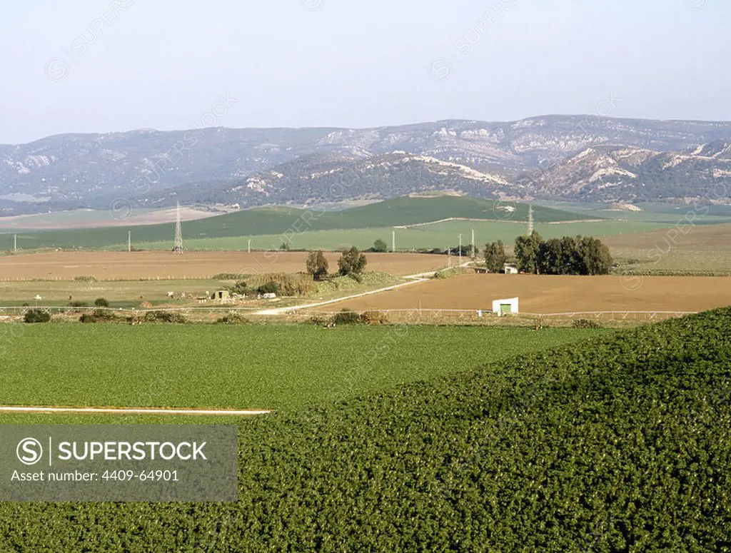 Spain, Andalusia, Cadiz province, Benalup. View of the agricultural landscape with Sierra Momia in the background.