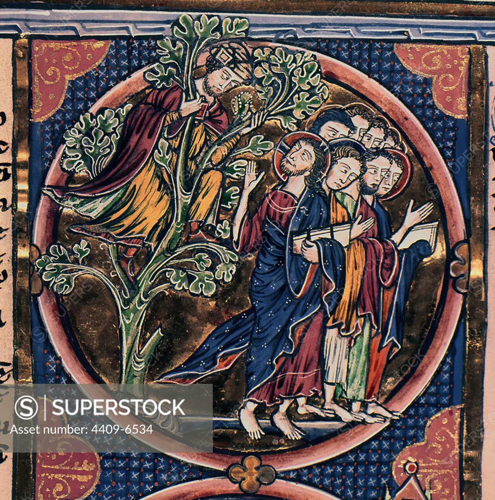 Bible of King Louis of France. Zacchaeus in a Tree. 13th century. Gothic Miniature. Library of Toledo Cathedral. Location: CATEDRAL-BIBLIOTECA. Toledo. SPAIN. JESUS. ZAQUEO.