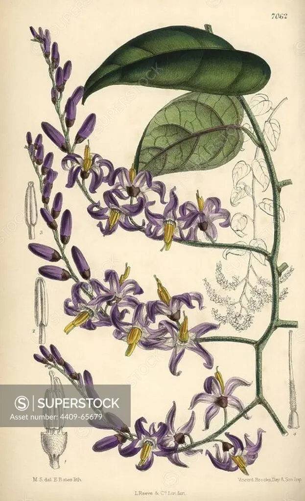 Solanum pensile, purple flower native to South America. Hand-coloured botanical illustration drawn by Matilda Smith and lithographed by E. Bates from Joseph Dalton Hooker's "Curtis's Botanical Magazine," 1889, L. Reeve & Co. A second-cousin and pupil of Sir Joseph Dalton Hooker, Matilda Smith (1854-1926) was the main artist for the Botanical Magazine from 1887 until 1920 and contributed 2,300 illustrations.