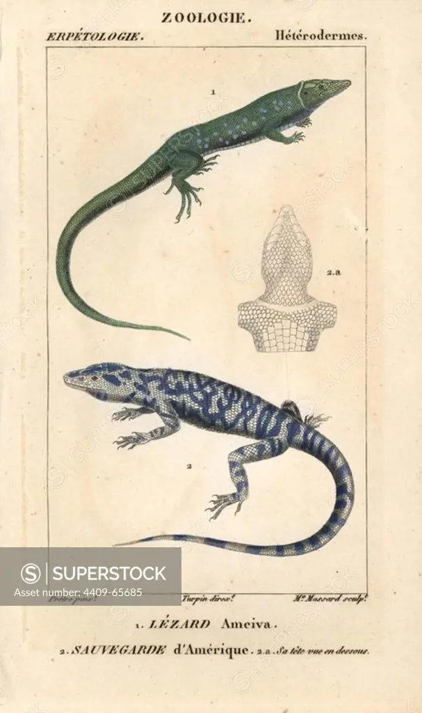 Jungle-runner, Lezard ameiva, Ameiva ameiva, and tegu, Sauvegarde d'amerique, Tupinambis teguixin. Handcoloured copperplate stipple engraving from Jussieu's "Dictionnaire des Sciences Naturelles" 1816-1830. The volumes on fish and reptiles were edited by Hippolyte Cloquet, natural historian and doctor of medicine. Illustration by J.G. Pretre, engraved by Madame Massard, directed by Turpin, and published by F. G. Levrault. Jean Gabriel Pretre (1780~1845) was painter of natural history at Empress Josephine's zoo and later became artist to the Museum of Natural History.