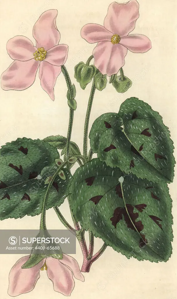 Particoloured begonia, Begonia picta. Illustration drawn by William Jackson Hooker, engraved by Swan. Handcolored copperplate engraving from William Curtis's "The Botanical Magazine," Samuel Curtis, 1830. Hooker (1785-1865) was an English botanist, writer and artist. He was Regius Professor of Botany at Glasgow University, and editor of Curtis' "Botanical Magazine" from 1827 to 1865. In 1841, he was appointed director of the Royal Botanic Gardens at Kew, and was succeeded by his son Joseph Dalton. Hooker documented the fern and orchid crazes that shook England in the mid-19th century in books such as "Species Filicum" (1846) and "A Century of Orchidaceous Plants" (1849). A gifted botanical artist himself, he wrote and illustrated "Flora Exotica" (1823) and several volumes of the "Botanical Magazine" after 1827.