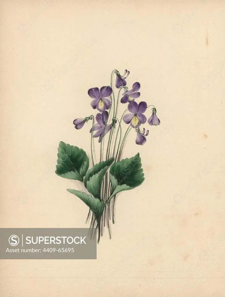 Hoodleaved violet. Viola cucullata. Illustration by Clarissa Badger, nee Munger, from "Wild Flowers, Drawn and Colored from Nature," New York, 1859. Clarissa Munger (1806-1889) was born into an artistic family in East Guilford, Connecticut. Her father George was an engraver and miniaturist, and her sister Caroline painted portraits. Clarissa married the Rev. Milton Badger in 1828, and in 1848 published "Forget Me Not" with original watercolors, believed to be the prototype "Wild Flowers" (1859) with 22 lithographs and "Floral Belles" (1867) with 16 plates.