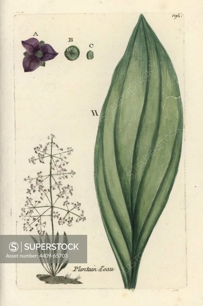 Common water-plantain, Alisma plantago. Handcoloured botanical drawn and engraved by Pierre Bulliard from his own "Flora Parisiensis," 1776, Paris, P. F. Didot. Pierre Bulliard (1752-1793) was a famous French botanist who pioneered the three-colour-plate printing technique. His introduction to the flowers of Paris included 640 plants.