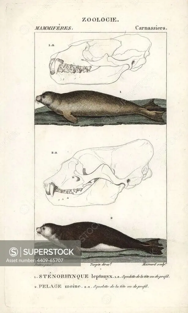 Leopard seal, Hydrurga leptonyx, and Mediterranean monk seal, Monachus monachus (critically endangered). Handcoloured copperplate stipple engraving from Frederic Cuvier's "Dictionary of Natural Science: Mammals," Paris, France, 1816. Illustration by J. G. Pretre, engraved by Massard, directed by Pierre Jean-Francois Turpin, and published by F.G. Levrault. Jean Gabriel Pretre (1780~1845) was painter of natural history at Empress Josephine's zoo and later became artist to the Museum of Natural History. Turpin (1775-1840) is considered one of the greatest French botanical illustrators of the 19th century.