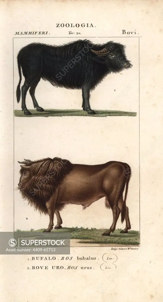 Water buffalo, Bubalus bubalis, and extinct auroch, Bos urus. Handcoloured copperplate stipple engraving from Antoine Jussieu's "Dictionary of Natural Science," Florence, Italy, 1837. Illustration by J. G. Pretre, engraved by Luigi Giarre and published by Batelli e Figli. Jean Gabriel Pretre (1780~1845) was painter of natural history at Empress Josephine's zoo and later became artist to the Museum of Natural History.