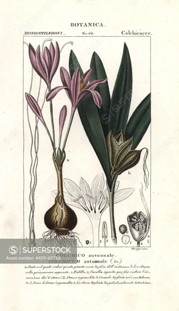 Meadow saffron, Colchicum autumnale. Handcoloured copperplate stipple engraving from Jussieu's "Dictionary of Natural Science," Florence, Italy, 1837. Engraved by Devegni, illustration by Pierre Jean-Francois Turpin, and published by Batelli e Figli. Turpin (1775-1840) is considered one of the greatest French botanical illustrators of the 19th century.