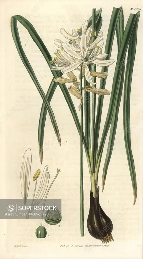 Scilla esculenta. Esculent squill or camass with white flowers.. Illustration by WJ Hooker, engraved by Swan. Handcolored copperplate engraving from William Curtis's "The Botanical Magazine" 1827.. William Jackson Hooker (1785-1865) was an English botanist, writer and artist. He was Regius Professor of Botany at Glasgow University, and editor of Curtis's "Botanical Magazine" from 1827 to 1865. In 1841, he was appointed director of the Royal Botanic Gardens at Kew, and was succeeded by his son Joseph Dalton. Hooker documented the fern and orchid crazes that shook England in the mid-19th century in books such as "Species Filicum" (1846) and "A Century of Orchidaceous Plants" (1849). A gifted botanical artist himself, he wrote and illustrated "Flora Exotica" (1823) and several volumes of the "Botanical Magazine" after 1827.