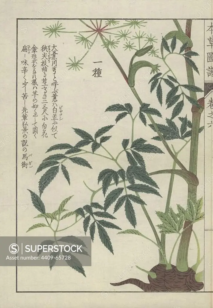 Large leaved angelica plant: full plant from root clump, stem, leaves and florets. Ooba senkyou. Colour-printed woodblock engraving by Kan'en Iwasaki from "Honzo Zufu," an Illustrated Guide to Medicinal Plants, 1884. Iwasaki (1786-1842) was a Japanese botanist, entomologist and zoologist. He was one of the first Japanese botanists to incorporate western knowledge into his studies.